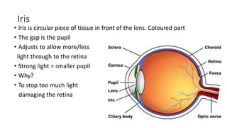 Iris
• Iris is circular piece of tissue in front of the lens. Coloured part
• The gap is the pupil
• Adjusts to allow more/less
light through to the retina
• Strong light = smaller pupil
• Why?
• To stop too much light
damaging the retina
 