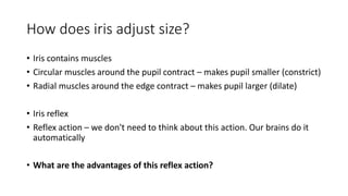 How does iris adjust size?
• Iris contains muscles
• Circular muscles around the pupil contract – makes pupil smaller (constrict)
• Radial muscles around the edge contract – makes pupil larger (dilate)
• Iris reflex
• Reflex action – we don't need to think about this action. Our brains do it
automatically
• What are the advantages of this reflex action?
 