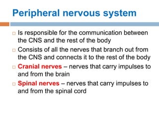Peripheral nervous system
 Is responsible for the communication between
the CNS and the rest of the body
 Consists of all the nerves that branch out from
the CNS and connects it to the rest of the body
 Cranial nerves – nerves that carry impulses to
and from the brain
 Spinal nerves – nerves that carry impulses to
and from the spinal cord
 