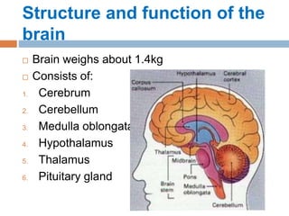Structure and function of the
brain
 Brain weighs about 1.4kg
 Consists of:
1. Cerebrum
2. Cerebellum
3. Medulla oblongata
4. Hypothalamus
5. Thalamus
6. Pituitary gland
 