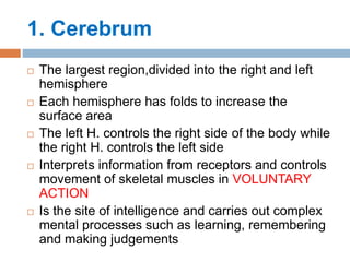 1. Cerebrum
 The largest region,divided into the right and left
hemisphere
 Each hemisphere has folds to increase the
surface area
 The left H. controls the right side of the body while
the right H. controls the left side
 Interprets information from receptors and controls
movement of skeletal muscles in VOLUNTARY
ACTION
 Is the site of intelligence and carries out complex
mental processes such as learning, remembering
and making judgements
 