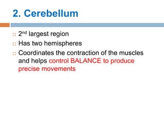 2. Cerebellum
 2nd largest region
 Has two hemispheres
 Coordinates the contraction of the muscles
and helps control BALANCE to produce
precise movements
 