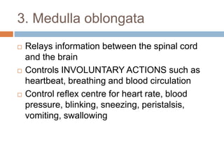 3. Medulla oblongata
 Relays information between the spinal cord
and the brain
 Controls INVOLUNTARY ACTIONS such as
heartbeat, breathing and blood circulation
 Control reflex centre for heart rate, blood
pressure, blinking, sneezing, peristalsis,
vomiting, swallowing
 