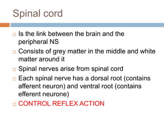 Spinal cord
 Is the link between the brain and the
peripheral NS
 Consists of grey matter in the middle and white
matter around it
 Spinal nerves arise from spinal cord
 Each spinal nerve has a dorsal root (contains
afferent neuron) and ventral root (contains
efferent neurone)
 CONTROL REFLEX ACTION
 