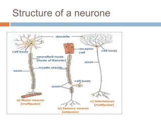 Structure of a neurone
 