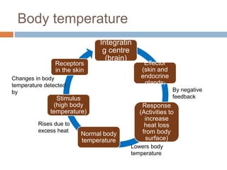 Body temperature
Integratin
g centre
(brain)
Effector
(skin and
endocrine
glands)
Response
(Activities to
increase
heat loss
from body
surface)
Normal body
temperature
Stimulus
(high body
temperature)
Receptors
in the skin
By negative
feedback
Lowers body
temperature
Rises due to
excess heat
Changes in body
temperature detected
by
 