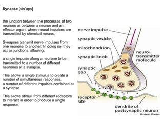 Synapse [sin´aps]
the junction between the processes of two
neurons or between a neuron and an
effector organ, where neural impulses are
transmitted by chemical means.
Synapses transmit nerve impulses from
one neurone to another. In doing so, they
act as junctions, allowing:
a single impulse along a neurone to be
transmitted to a number of different
neurones at a synapse.
This allows a single stimulus to create a
number of simultaneous responses.
a number of different impulses combined at
a synapse.
This allows stimuli from different receptors
to interact in order to produce a single
response.
 