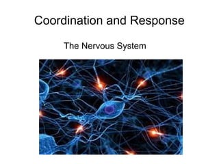 Coordination and Response
The Nervous System
 