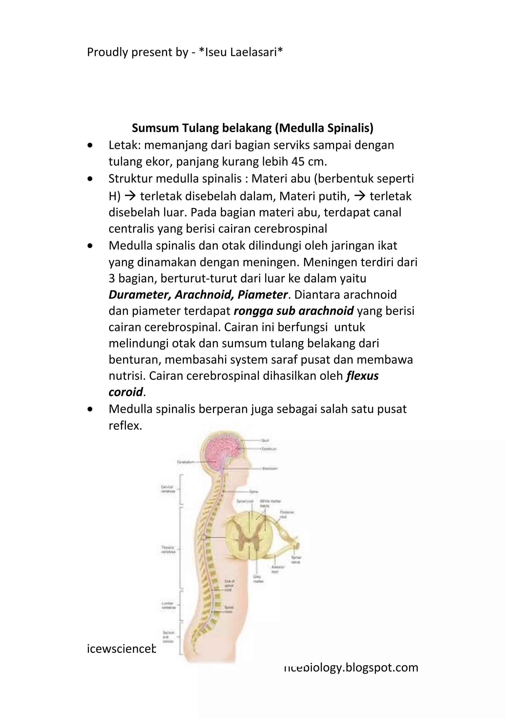 Proudly present by - *Iseu Laelasari*




         Sumsum Tulang belakang (Medulla Spinalis)
•   Letak: memanjang dari bagian serviks sampai dengan
    tulang ekor, panjang kurang lebih 45 cm.
•   Struktur medulla spinalis : Materi abu (berbentuk seperti
    H)  terletak disebelah dalam, Materi putih,  terletak
    disebelah luar. Pada bagian materi abu, terdapat canal
    centralis yang berisi cairan cerebrospinal
•   Medulla spinalis dan otak dilindungi oleh jaringan ikat
    yang dinamakan dengan meningen. Meningen terdiri dari
    3 bagian, berturut-turut dari luar ke dalam yaitu
    Durameter, Arachnoid, Piameter. Diantara arachnoid
    dan piameter terdapat rongga sub arachnoid yang berisi
    cairan cerebrospinal. Cairan ini berfungsi untuk
    melindungi otak dan sumsum tulang belakang dari
    benturan, membasahi system saraf pusat dan membawa
    nutrisi. Cairan cerebrospinal dihasilkan oleh flexus
    coroid.
•   Medulla spinalis berperan juga sebagai salah satu pusat
    reflex.




icewsciencebiology.blogspot.com
                                        ncebiology.blogspot.com
 