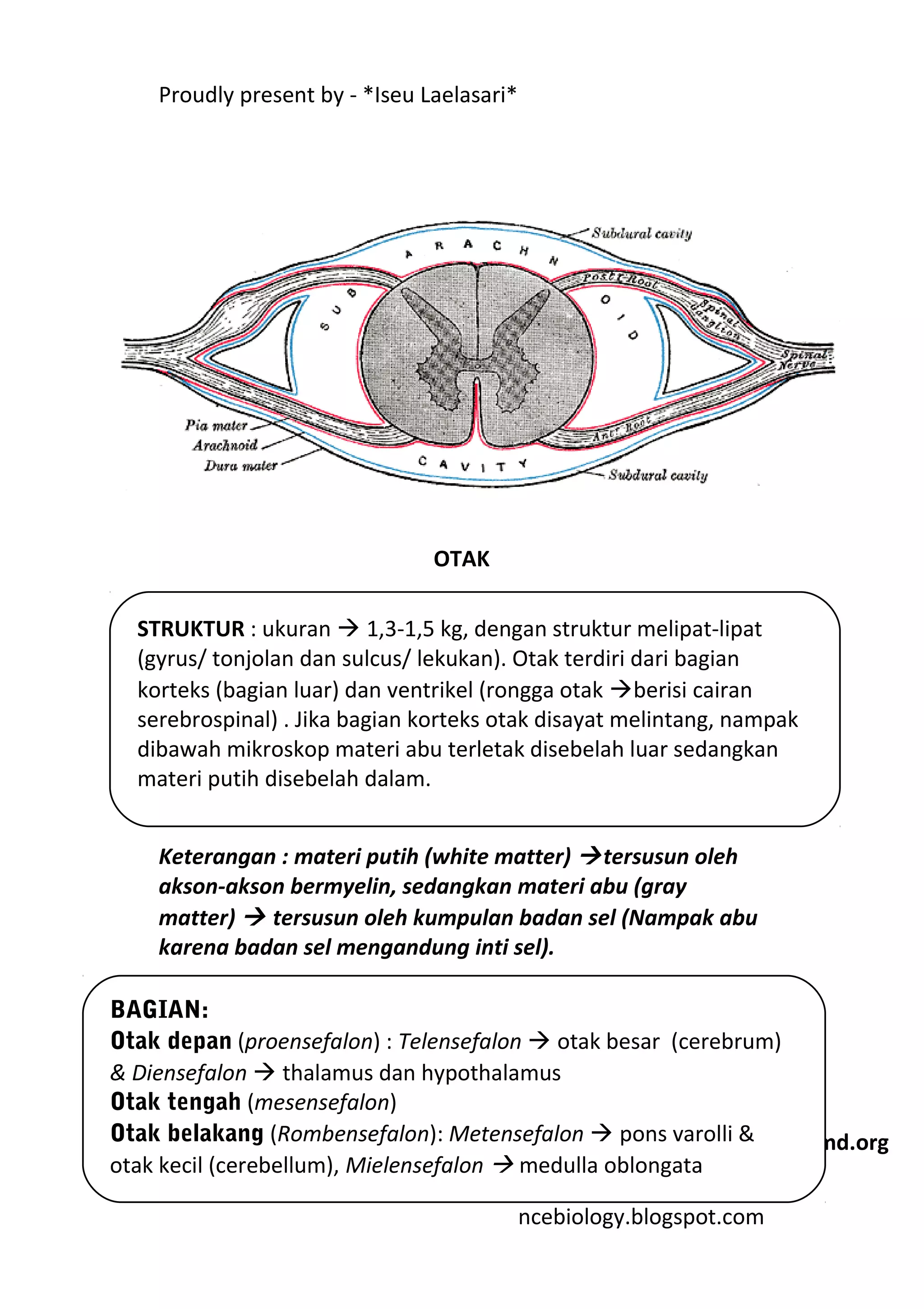Proudly present by - *Iseu Laelasari*




                                OTAK

  STRUKTUR : ukuran  1,3-1,5 kg, dengan struktur melipat-lipat
  (gyrus/ tonjolan dan sulcus/ lekukan). Otak terdiri dari bagian
  korteks (bagian luar) dan ventrikel (rongga otak berisi cairan
  serebrospinal) . Jika bagian korteks otak disayat melintang, nampak
  dibawah mikroskop materi abu terletak disebelah luar sedangkan
  materi putih disebelah dalam.


    Keterangan : materi putih (white matter)  tersusun oleh
    akson-akson bermyelin, sedangkan materi abu (gray
    matter)  tersusun oleh kumpulan badan sel (Nampak abu
    karena badan sel mengandung inti sel).

BAGIAN:
Otak depan (proensefalon) : Telensefalon  otak besar (cerebrum)
& Diensefalon  thalamus dan hypothalamus
Otak tengah (mesensefalon)
Otak belakang (Rombensefalon): Metensefalon  pons varolli & wikimd.org
                                                         Sumber:
otak kecil (cerebellum), Mielensefalon  medulla oblongata
     icewsciencebiology.blogspot.com
                                         ncebiology.blogspot.com
 