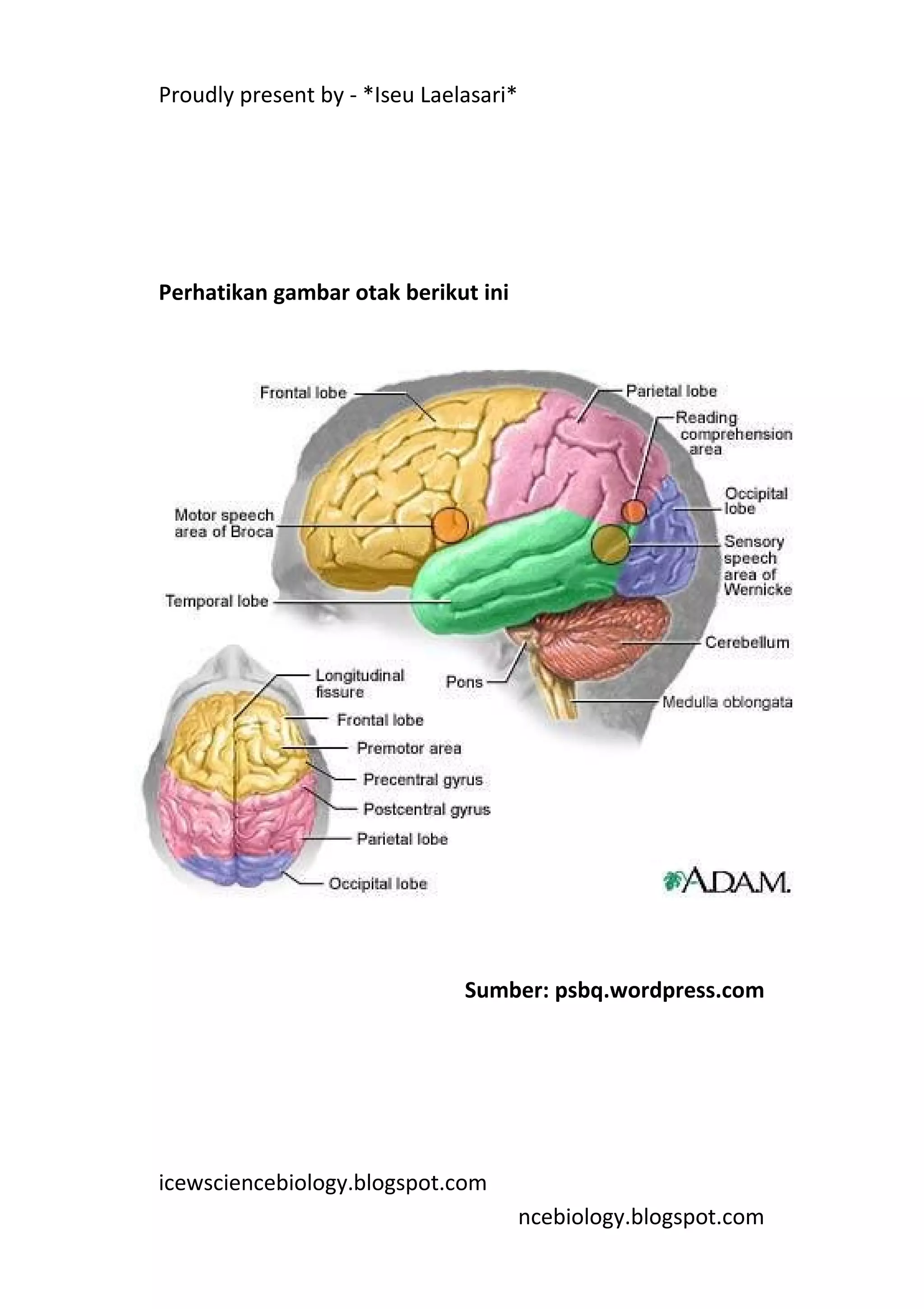 Proudly present by - *Iseu Laelasari*




Perhatikan gambar otak berikut ini




                               Sumber: psbq.wordpress.com




icewsciencebiology.blogspot.com
                                        ncebiology.blogspot.com
 