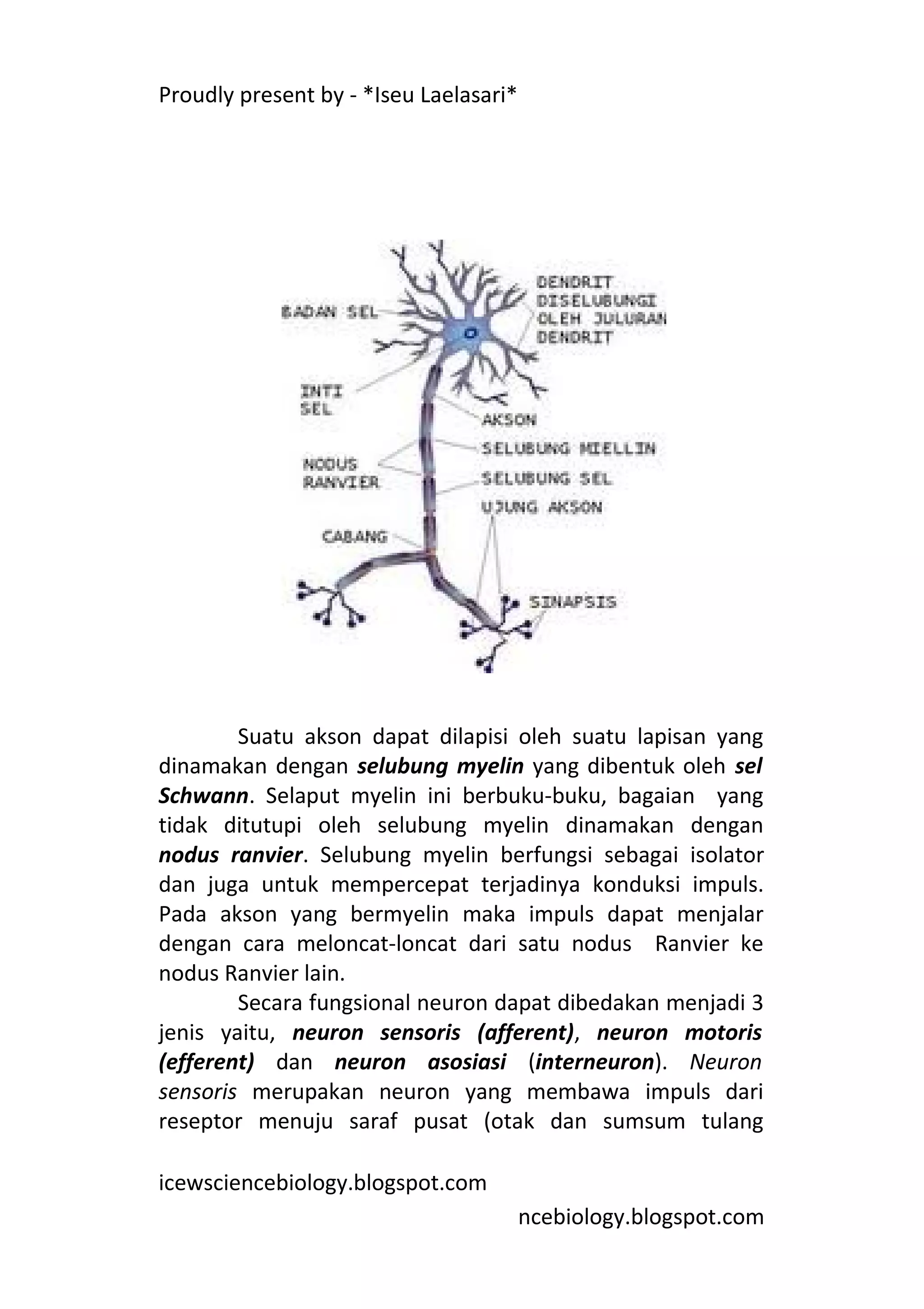 Proudly present by - *Iseu Laelasari*




        Suatu akson dapat dilapisi oleh suatu lapisan yang
dinamakan dengan selubung myelin yang dibentuk oleh sel
Schwann. Selaput myelin ini berbuku-buku, bagaian yang
tidak ditutupi oleh selubung myelin dinamakan dengan
nodus ranvier. Selubung myelin berfungsi sebagai isolator
dan juga untuk mempercepat terjadinya konduksi impuls.
Pada akson yang bermyelin maka impuls dapat menjalar
dengan cara meloncat-loncat dari satu nodus Ranvier ke
nodus Ranvier lain.
        Secara fungsional neuron dapat dibedakan menjadi 3
jenis yaitu, neuron sensoris (afferent), neuron motoris
(efferent) dan neuron asosiasi (interneuron). Neuron
sensoris merupakan neuron yang membawa impuls dari
reseptor menuju saraf pusat (otak dan sumsum tulang

icewsciencebiology.blogspot.com
                                        ncebiology.blogspot.com
 