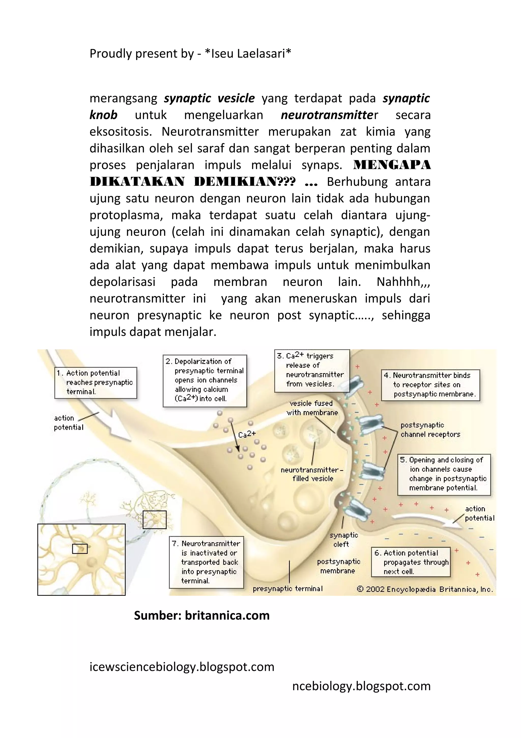 Proudly present by - *Iseu Laelasari*


merangsang synaptic vesicle yang terdapat pada synaptic
knob untuk mengeluarkan neurotransmitter secara
eksositosis. Neurotransmitter merupakan zat kimia yang
dihasilkan oleh sel saraf dan sangat berperan penting dalam
proses penjalaran impuls melalui synaps. MENGAPA
DIKATAKAN DEMIKIAN??? … Berhubung antara
ujung satu neuron dengan neuron lain tidak ada hubungan
protoplasma, maka terdapat suatu celah diantara ujung-
ujung neuron (celah ini dinamakan celah synaptic), dengan
demikian, supaya impuls dapat terus berjalan, maka harus
ada alat yang dapat membawa impuls untuk menimbulkan
depolarisasi pada membran neuron lain. Nahhhh,,,
neurotransmitter ini yang akan meneruskan impuls dari
neuron presynaptic ke neuron post synaptic….., sehingga
impuls dapat menjalar.




        Sumber: britannica.com


icewsciencebiology.blogspot.com
                                        ncebiology.blogspot.com
 
