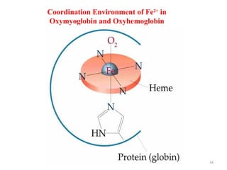 34
Coordination Environment of Fe2+
in
Oxymyoglobin and Oxyhemoglobin
 