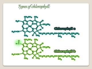 Typesof chlorophyll:
 