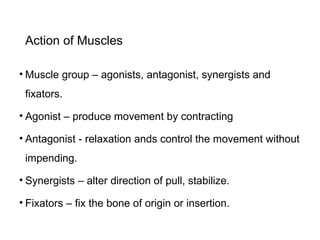 Action of Muscles
• Muscle group – agonists, antagonist, synergists and
fixators.
• Agonist – produce movement by contracting
• Antagonist - relaxation ands control the movement without
impending.
• Synergists – alter direction of pull, stabilize.
• Fixators – fix the bone of origin or insertion.
 