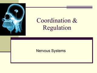 Coordination & Regulation Nervous Systems 
