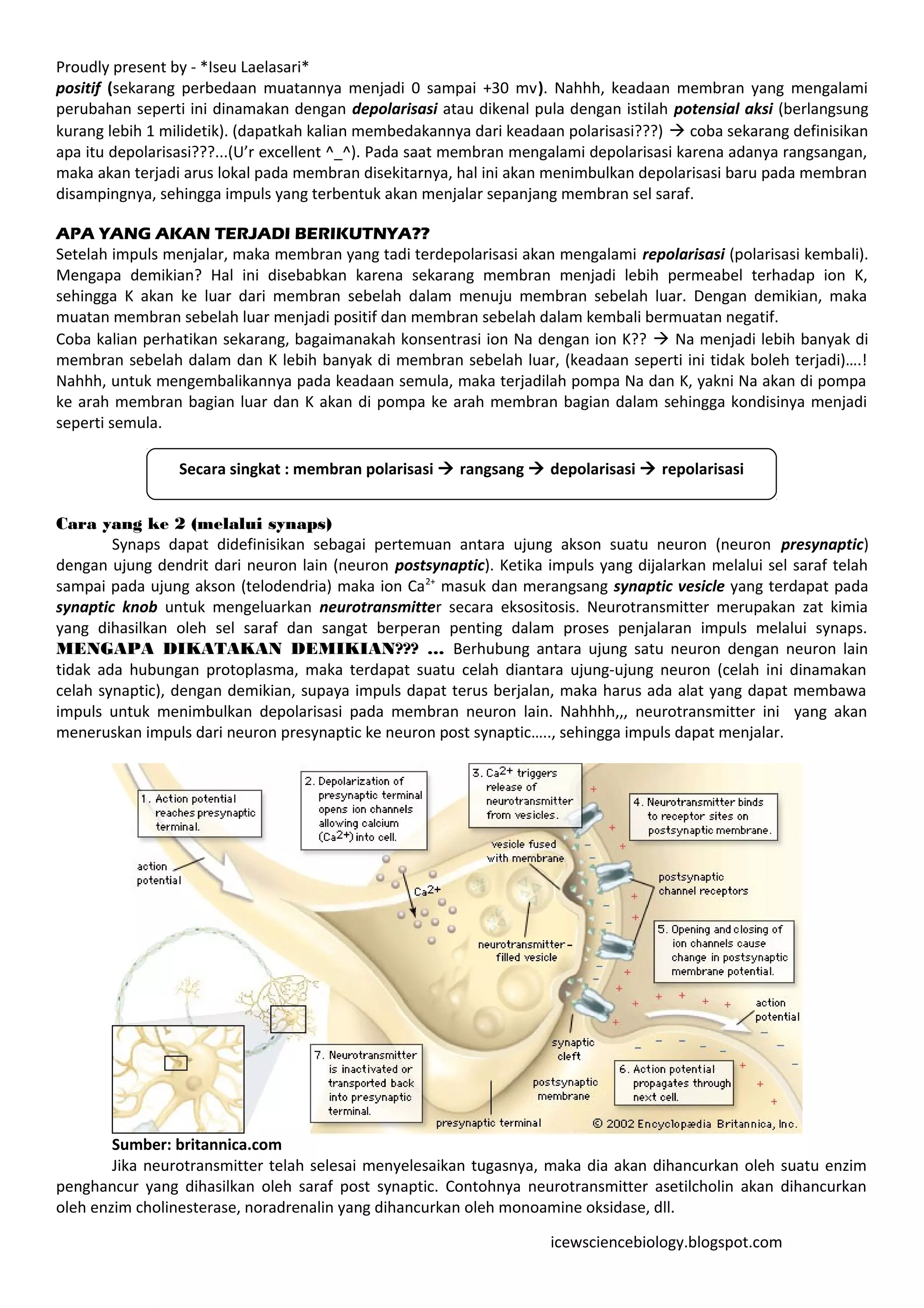 Proudly present by - *Iseu Laelasari*
positif (sekarang perbedaan muatannya menjadi 0 sampai +30 mv). Nahhh, keadaan membran yang mengalami
perubahan seperti ini dinamakan dengan depolarisasi atau dikenal pula dengan istilah potensial aksi (berlangsung
kurang lebih 1 milidetik). (dapatkah kalian membedakannya dari keadaan polarisasi???)  coba sekarang definisikan
apa itu depolarisasi???...(U’r excellent ^_^). Pada saat membran mengalami depolarisasi karena adanya rangsangan,
maka akan terjadi arus lokal pada membran disekitarnya, hal ini akan menimbulkan depolarisasi baru pada membran
disampingnya, sehingga impuls yang terbentuk akan menjalar sepanjang membran sel saraf.

APA YANG AKAN TERJADI BERIKUTNYA??
Setelah impuls menjalar, maka membran yang tadi terdepolarisasi akan mengalami repolarisasi (polarisasi kembali).
Mengapa demikian? Hal ini disebabkan karena sekarang membran menjadi lebih permeabel terhadap ion K,
sehingga K akan ke luar dari membran sebelah dalam menuju membran sebelah luar. Dengan demikian, maka
muatan membran sebelah luar menjadi positif dan membran sebelah dalam kembali bermuatan negatif.
Coba kalian perhatikan sekarang, bagaimanakah konsentrasi ion Na dengan ion K??  Na menjadi lebih banyak di
membran sebelah dalam dan K lebih banyak di membran sebelah luar, (keadaan seperti ini tidak boleh terjadi)….!
Nahhh, untuk mengembalikannya pada keadaan semula, maka terjadilah pompa Na dan K, yakni Na akan di pompa
ke arah membran bagian luar dan K akan di pompa ke arah membran bagian dalam sehingga kondisinya menjadi
seperti semula.

                 Secara singkat : membran polarisasi  rangsang  depolarisasi  repolarisasi


Cara yang ke 2 (melalui synaps)
        Synaps dapat didefinisikan sebagai pertemuan antara ujung akson suatu neuron (neuron presynaptic)
dengan ujung dendrit dari neuron lain (neuron postsynaptic). Ketika impuls yang dijalarkan melalui sel saraf telah
sampai pada ujung akson (telodendria) maka ion Ca 2+ masuk dan merangsang synaptic vesicle yang terdapat pada
synaptic knob untuk mengeluarkan neurotransmitter secara eksositosis. Neurotransmitter merupakan zat kimia
yang dihasilkan oleh sel saraf dan sangat berperan penting dalam proses penjalaran impuls melalui synaps.
MENGAPA DIKATAKAN DEMIKIAN??? … Berhubung antara ujung satu neuron dengan neuron lain
tidak ada hubungan protoplasma, maka terdapat suatu celah diantara ujung-ujung neuron (celah ini dinamakan
celah synaptic), dengan demikian, supaya impuls dapat terus berjalan, maka harus ada alat yang dapat membawa
impuls untuk menimbulkan depolarisasi pada membran neuron lain. Nahhhh,,, neurotransmitter ini yang akan
meneruskan impuls dari neuron presynaptic ke neuron post synaptic….., sehingga impuls dapat menjalar.




        Sumber: britannica.com
        Jika neurotransmitter telah selesai menyelesaikan tugasnya, maka dia akan dihancurkan oleh suatu enzim
penghancur yang dihasilkan oleh saraf post synaptic. Contohnya neurotransmitter asetilcholin akan dihancurkan
oleh enzim cholinesterase, noradrenalin yang dihancurkan oleh monoamine oksidase, dll.

                                                                     icewsciencebiology.blogspot.com
 