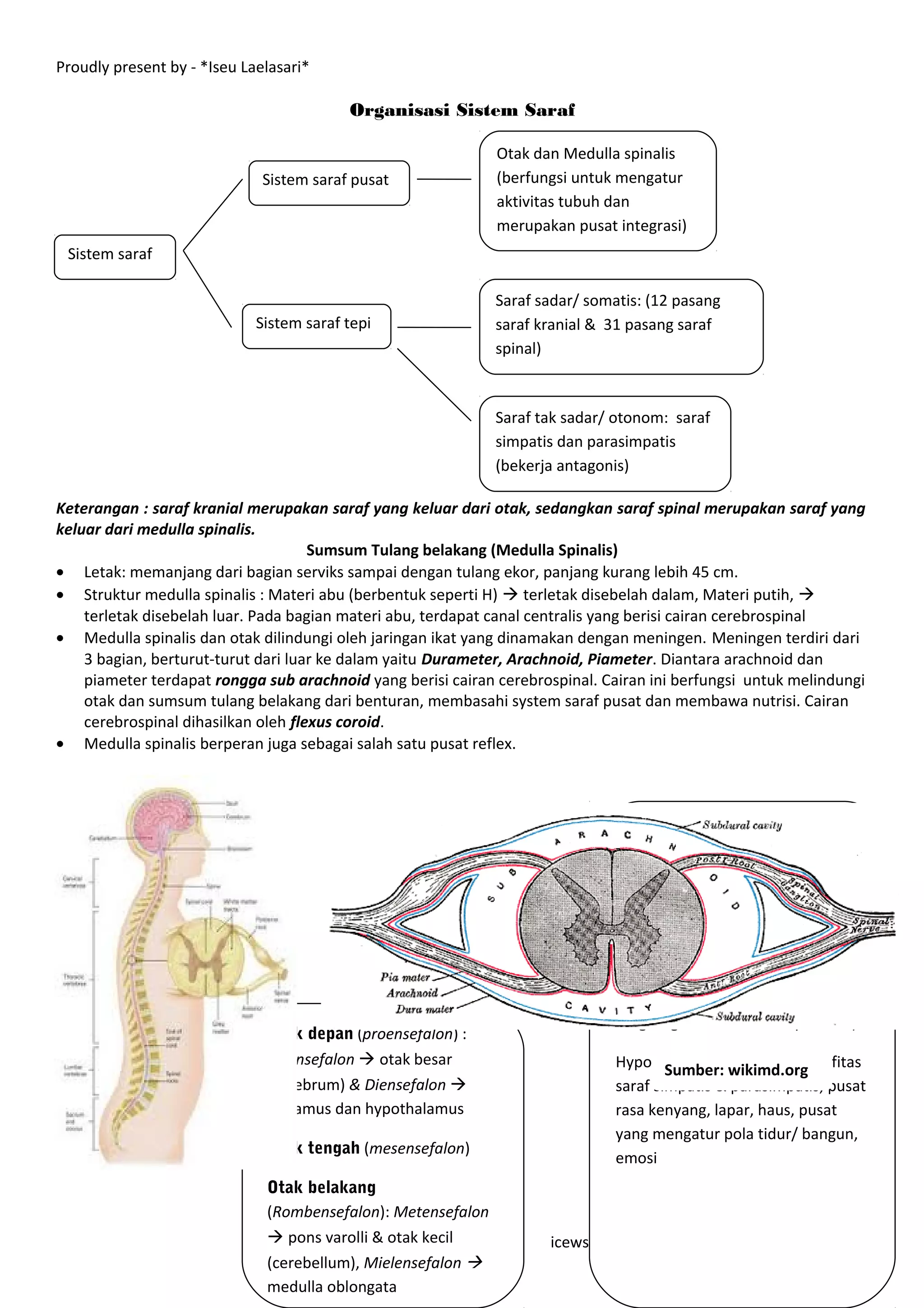 Proudly present by - *Iseu Laelasari*

                                          Organisasi Sistem Saraf

                                                              Otak dan Medulla spinalis
                              Sistem saraf pusat              (berfungsi untuk mengatur
                                                              aktivitas tubuh dan
                                                              merupakan pusat integrasi)
 Sistem saraf

                                                              Saraf sadar/ somatis: (12 pasang
                             Sistem saraf tepi                saraf kranial & 31 pasang saraf
                                                              spinal)



                                                              Saraf tak sadar/ otonom: saraf
                                                              simpatis dan parasimpatis
                                                              (bekerja antagonis)

Keterangan : saraf kranial merupakan saraf yang keluar dari otak, sedangkan saraf spinal merupakan saraf yang
keluar dari medulla spinalis.
                                     Sumsum Tulang belakang (Medulla Spinalis)
• Letak: memanjang dari bagian serviks sampai dengan tulang ekor, panjang kurang lebih 45 cm.
• Struktur medulla spinalis : Materi abu (berbentuk seperti H)  terletak disebelah dalam, Materi putih, 
    terletak disebelah luar. Pada bagian materi abu, terdapat canal centralis yang berisi cairan cerebrospinal
• Medulla spinalis dan otak dilindungi oleh jaringan ikat yang dinamakan dengan meningen. Meningen terdiri dari
    3 bagian, berturut-turut dari luar ke dalam yaitu Durameter, Arachnoid, Piameter. Diantara arachnoid dan
    piameter terdapat rongga sub arachnoid yang berisi cairan cerebrospinal. Cairan ini berfungsi untuk melindungi
    otak dan sumsum tulang belakang dari benturan, membasahi system saraf pusat dan membawa nutrisi. Cairan
    cerebrospinal dihasilkan oleh flexus coroid.
• Medulla spinalis berperan juga sebagai salah satu pusat reflex.




                                                                               otak besar: 4 lobus (FRONTAL
                                                                               pusat memori,berfikir, kesadaran,
                                                                               kreativitas. PARIETAL pusat
                                                                               rangsang sensoris, TEMPORAL
                                                                               pusat pendengaran. OKSIPITAL
                                                                                pusat penglihatan)

                                                                               thalamus : (stasiun relay semua
                                                                               rangsang sensoris kecuali pembau)
                              Otak depan (proensefalon) :
          Otak                Telensefalon  otak besar                        Hypothalamus:mengontrol aktifitas
                                                                                       Sumber: wikimd.org
                              (cerebrum) & Diensefalon                        saraf simpatis & parasimpatis, pusat
                              thalamus dan hypothalamus                        rasa kenyang, lapar, haus, pusat
                                                    OTAK                       yang mengatur pola tidur/ bangun,
                              Otak tengah (mesensefalon)
                                                                               emosi
                              Otak belakang
                              (Rombensefalon): Metensefalon
                               pons varolli & otak kecil            icewsciencebiology.blogspot.com
                              (cerebellum), Mielensefalon 
                              medulla oblongata
 