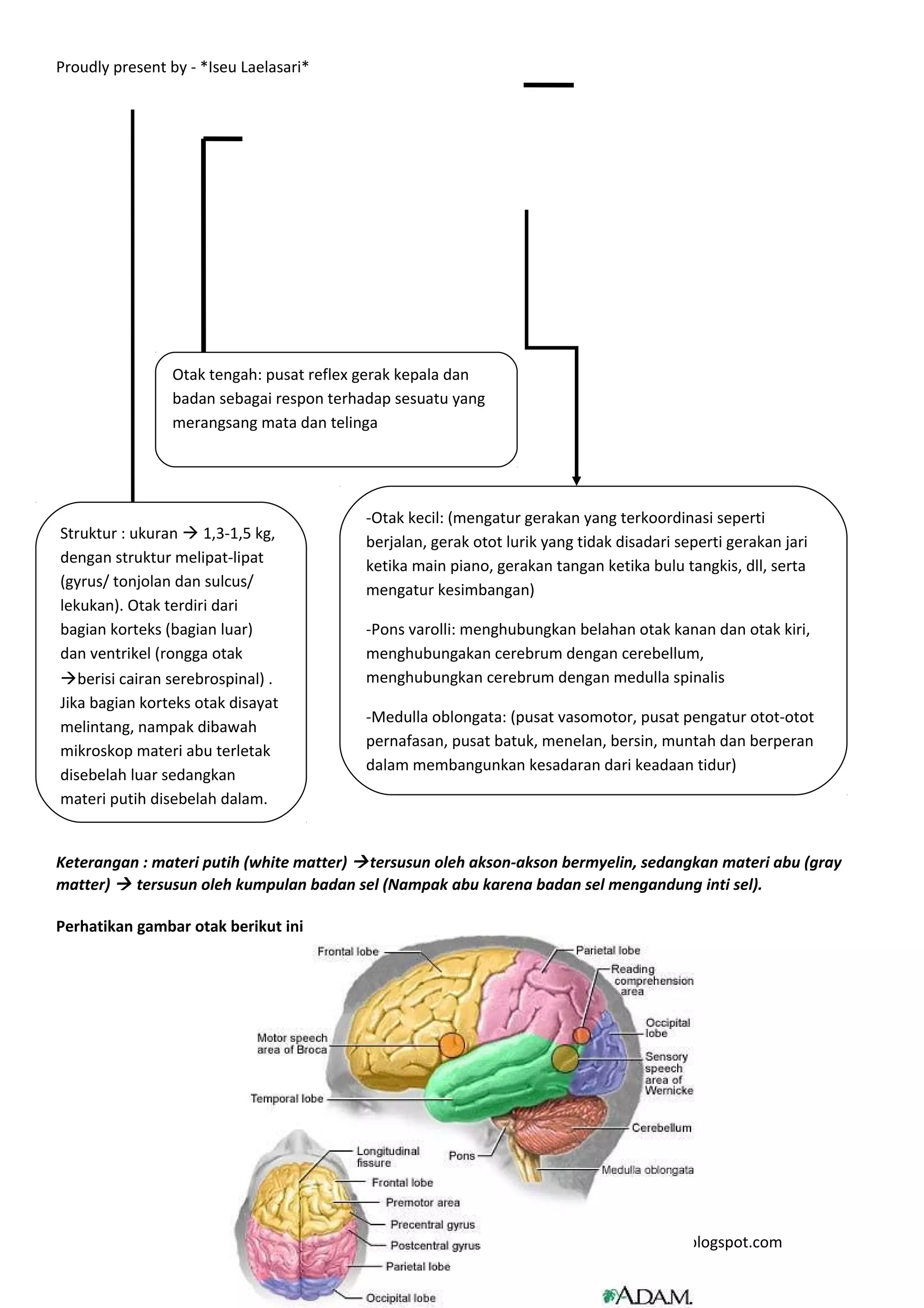 Proudly present by - *Iseu Laelasari*




                Otak tengah: pusat reflex gerak kepala dan
                badan sebagai respon terhadap sesuatu yang
                merangsang mata dan telinga




                                          -Otak kecil: (mengatur gerakan yang terkoordinasi seperti
Struktur : ukuran  1,3-1,5 kg,           berjalan, gerak otot lurik yang tidak disadari seperti gerakan jari
dengan struktur melipat-lipat             ketika main piano, gerakan tangan ketika bulu tangkis, dll, serta
(gyrus/ tonjolan dan sulcus/              mengatur kesimbangan)
lekukan). Otak terdiri dari
bagian korteks (bagian luar)              -Pons varolli: menghubungkan belahan otak kanan dan otak kiri,
dan ventrikel (rongga otak                menghubungakan cerebrum dengan cerebellum,
berisi cairan serebrospinal) .           menghubungkan cerebrum dengan medulla spinalis
Jika bagian korteks otak disayat
                                          -Medulla oblongata: (pusat vasomotor, pusat pengatur otot-otot
melintang, nampak dibawah
                                          pernafasan, pusat batuk, menelan, bersin, muntah dan berperan
mikroskop materi abu terletak
                                          dalam membangunkan kesadaran dari keadaan tidur)
disebelah luar sedangkan
materi putih disebelah dalam.


Keterangan : materi putih (white matter)  tersusun oleh akson-akson bermyelin, sedangkan materi abu (gray
matter)  tersusun oleh kumpulan badan sel (Nampak abu karena badan sel mengandung inti sel).

Perhatikan gambar otak berikut ini




                                                                     icewsciencebiology.blogspot.com
 