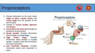 Proprioceptors
1.1. Provide information to the brain aboutProvide information to the brain about
angles of jointsangles of joints,, muscles tensionmuscles tension andand
muscle lengthmuscle length thus the position of thethus the position of the
joint in space.joint in space.
2.2. Located inLocated in muscles bundlesmuscles bundles,, ligamentsligaments
andand tendonstendons
3.3. Connected to the spinal cordConnected to the spinal cord through thethrough the
peripheral nervous system.peripheral nervous system.
4.4. Muscle SpindlesMuscle Spindles: Provides information: Provides information
about changes inabout changes in muscle lengthmuscle length..
5.5. Golgi Tendon OrganGolgi Tendon Organ: Provides: Provides
information about changes ininformation about changes in musclesmuscles
tensiontension. Smooths onset and termination. Smooths onset and termination
of muscle contraction.of muscle contraction.
6.6. Joint Kinesthetic ReceptorsJoint Kinesthetic Receptors: Provides: Provides
information about joint movement ininformation about joint movement in
spacespace
 