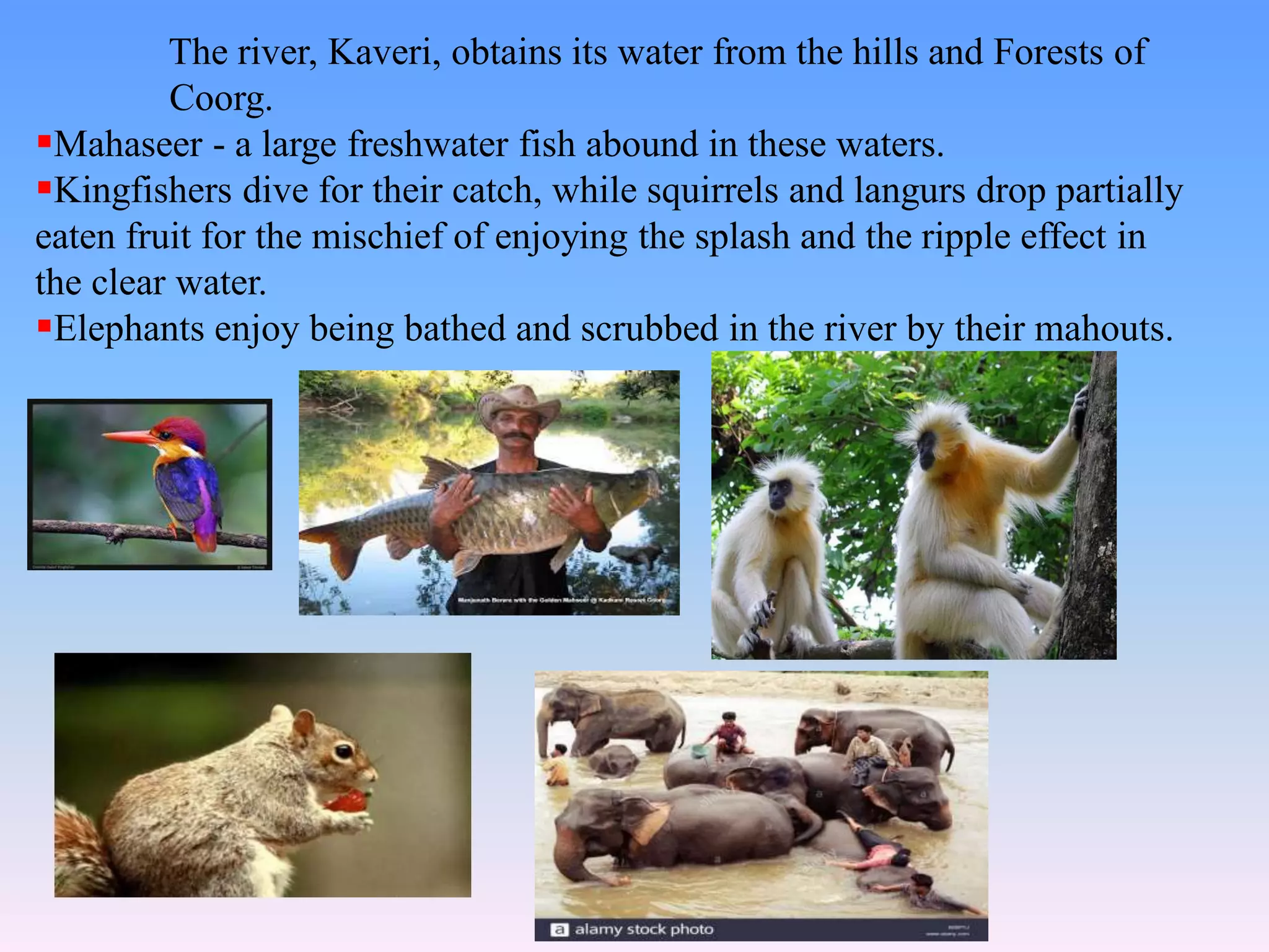Coorg | PDF