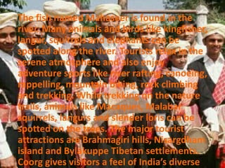 The fish named Mahaseer is found in the
river. Many animals and birds like kingfisher,
langur, squirrels and elephants can be
spotted along the river. Tourists relax in the
serene atmosphere and also enjoy
adventure sports like river rafting, canoeing,
rappelling, mountain biking, rock climbing
and trekking. While trekking on the nature
trails, animals like Macaques, Malabar
squirrels, langurs and slender loris can be
spotted on the trees. The major tourist
attractions are Brahmagiri hills, Nisargdham
island and Bylakuppe Tibetan settlements.
Coorg gives visitors a feel of India’s diverse
 