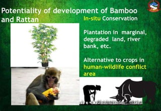 Bamboo and rattan resources and Its utilization in Nepal | PPTX