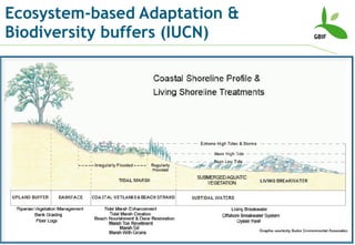 Ecosystem-based Adaptation & Biodiversity buffers (IUCN) 