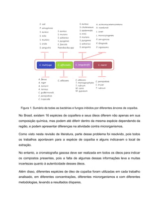 Figura 1: Sumário de todas as bactérias e fungos inibidos por diferentes árvores de copaíba.
No Brasil, existem 16 espécies de copaifera e seus óleos diferem não apenas em sua
composição química, mas podem até diferir dentro da mesma espécie dependendo da
região, e podem apresentar diferenças na atividade contra microrganismos.
Como visto nesta revisão de literatura, parte desse problema foi resolvido, pois todos
os trabalhos apontavam para a espécie de copaíba e alguns indicavam o local de
extração.
No entanto, a cromatografia gasosa deve ser realizada em todos os óleos para indicar
os compostos presentes, pois a falta de algumas dessas informações leva a muitas
incertezas quanto à autenticidade desses óleos.
Além disso, diferentes espécies de óleo de copaíba foram utilizadas em cada trabalho
analisado, em diferentes concentrações, diferentes microrganismos e com diferentes
metodologias, levando a resultados díspares.
 