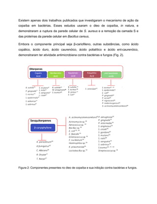 Existem apenas dois trabalhos publicados que investigaram o mecanismo de ação da
copaíba em bactérias. Esses estudos usaram o óleo de copaíba, in natura, e
demonstraram a ruptura da parede celular de S. aureus e a remoção da camada S e
das proteínas da parede celular em Bacillus cereus.
Embora o componente principal seja β-cariofileno, outras substâncias, como ácido
copálico, ácido duro, ácido caurenóico, ácido polialítico e ácido ent-caurenóico,
demonstraram ter atividade antimicrobiana contra bactérias e fungos (Fig. 2).
Figura 2: Componentes presentes no óleo de copaíba e sua inibição contra bactérias e fungos.
 