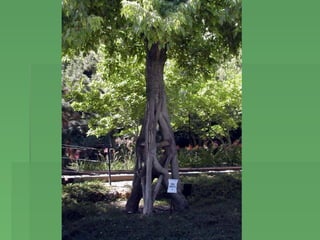 Copaci ciudati | PPS | Parks | Attractions