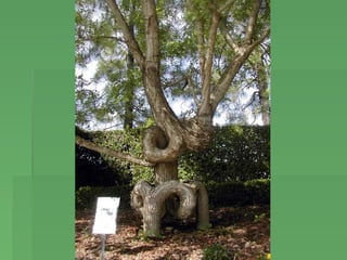 Copaci ciudati | PPS | Parks | Attractions