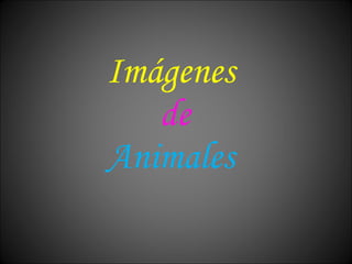 Imágenes  de Animales   