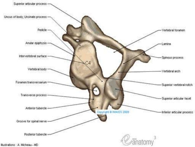 Comparative study of vertebral column of camel, ox and horse