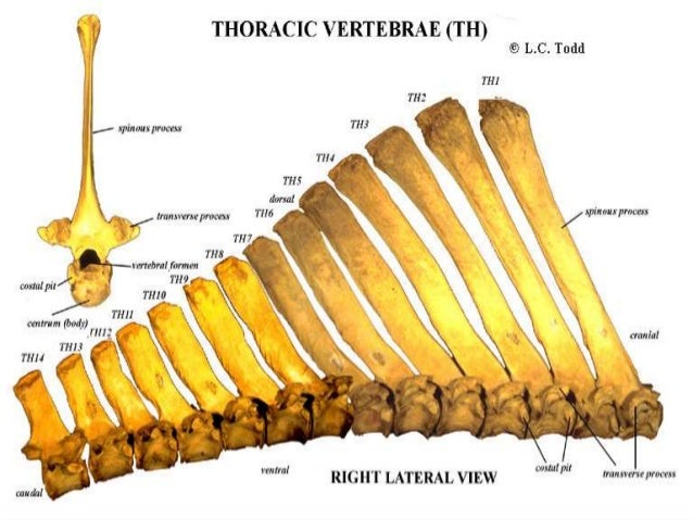 Comparative study of vertebral column of camel, ox and horse