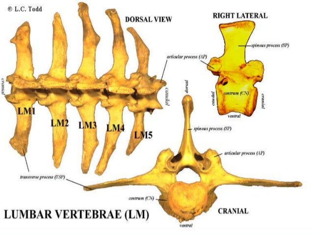 Comparative study of vertebral column of camel, ox and horse