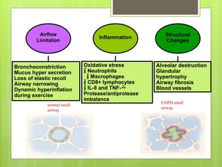 Bronchoconstriction
Mucus hyper secretion
Loss of elastic recoil
Airway narrowing
Dynamic hyperinflation
during exercise
Oxidative stress
 Neutrophils
 Macrophages
 CD8+ lymphocytes
 IL-8 and TNF-
Protease/antiprotease
imbalance
Alveolar destruction
Glandular
hypertrophy
Airway fibrosis
Blood vessels
Airflow
Limitation
Inflammation Structural
Changes
normal small
airway
COPD small
airway
 