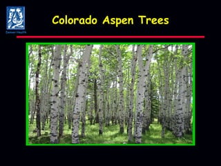 Colorado Aspen Trees Denver Health 