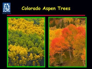 Colorado Aspen Trees Denver Health 