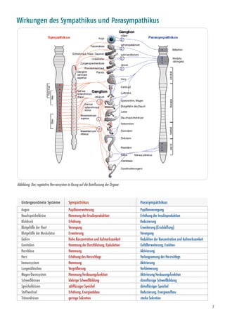 7
Abbildung: Das vegetative Nervensystem in Bezug auf die Beinflussung der Organe
Wirkungen des Sympathikus und Parasympathikus
Untergeordnete Systeme Sympathikus Parasympathikus
Augen Pupillenerweiterung Pupillenverengung
Bauchspeicheldrüse Hemmung der Insulinproduktion Erhöhung der Insulinproduktion
Blutdruck Erhöhung Reduzierung
Blutgefäße der Haut Verengung Erweiterung (Erschlaffung)
Blutgefäße der Muskulatur Erweiterung Verengung
Gehirn Hohe Konzentration und Aufmerksamkeit Reduktion der Konzentration und Aufmerksamkeit
Genitalien Hemmung der Durchblutung, Ejakulation Gefäßerweiterung, Erektion
Harnblase Hemmung Aktivierung
Herz Erhöhung des Herzschlags Verlangsamung des Herzschlags
Immunsystem Hemmung Aktivierung
Lungenbläschen Vergrößerung Verkleinerung
Magen-Darmsystem Hemmung Verdauungsfunktion Aktivierung Verdauungsfunktion
Schweißdrüsen klebrige Schweißbildung dünnflüssige Schweißbildung
Speicheldrüsen zähflüssiger Speichel dünnflüssiger Speichel
Stoffwechsel Erhöhung, Energieabbau Reduzierung, Energieaufbau
Tränendrüsen geringe Sekretion starke Sekretion
 