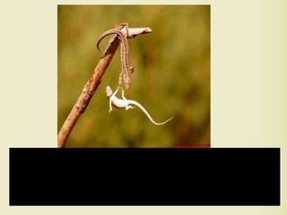 73
“We Rise by Lifting Others”
Robert ingersoll
 