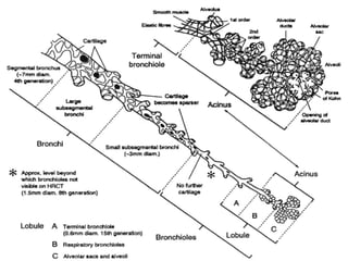 Department of Pulmonary Medicine
 