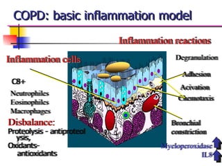 COPD: basic inflammation model
Disbalance:
Proteolysis - antiproteol
ysis,
Oxidants-
antioxidants
Degranulation
Adhesion
C8+
Chemotaxis
Acivation
Bronchial
constriction
Neutrophiles
Eosinophiles
Macrophages
Myeloperoxidase
IL8
Inflammation cells
Inflammation reactions
 