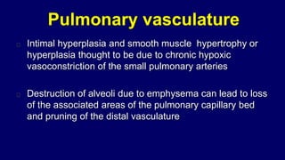 Pulmonary vasculature
Intimal hyperplasia and smooth muscle hypertrophy or
hyperplasia thought to be due to chronic hypoxic
vasoconstriction of the small pulmonary arteries
Destruction of alveoli due to emphysema can lead to loss
of the associated areas of the pulmonary capillary bed
and pruning of the distal vasculature
 