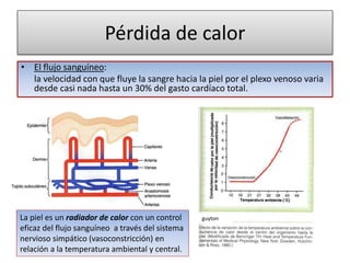 La piel es un radiador de calor con un control
eficaz del flujo sanguíneo a través del sistema
nervioso simpático (vasoconstricción) en
relación a la temperatura ambiental y central.
• El flujo sanguíneo:
la velocidad con que fluye la sangre hacia la piel por el plexo venoso varia
desde casi nada hasta un 30% del gasto cardíaco total.
Pérdida de calor
guyton
 