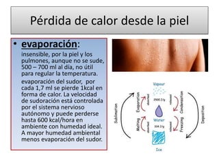 Pérdida de calor desde la piel
• evaporación:
insensible, por la piel y los
pulmones, aunque no se sude,
500 – 700 ml al día, no útil
para regular la temperatura.
evaporación del sudor, por
cada 1,7 ml se pierde 1kcal en
forma de calor. La velocidad
de sudoración está controlada
por el sistema nervioso
autónomo y puede perderse
hasta 600 kcal/hora en
ambiente con humedad ideal.
A mayor humedad ambiental
menos evaporación del sudor.
 