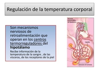 Regulación de la temperatura corporal
Son mecanismos
nerviosos de
retroalimentación que
operan en los centros
termorreguladores del
hipotálamo
Recibe información de la
temperatura de la sangre , de las
vísceras, de los receptores de la piel
 