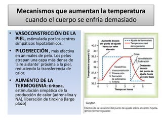 Mecanismos que aumentan la temperatura
cuando el cuerpo se enfria demasiado
• VASOCONSTRICCIÓN DE LA
PIEL, estimulada por los centros
simpáticos hipotalámicos.
• PILOERECCIÓN , más efectiva
en animales de pelo. Los pelos
atrapan una capa más densa de
‘aire aislante’ próxima a la piel,
reduciendo la transferencia de
calor.
• AUMENTO DE LA
TERMOGENIA: tiritona,
estimulación simpática de la
producción de calor (adrenalina y
NA), liberación de tiroxina (largo
plazo) Guyton
 