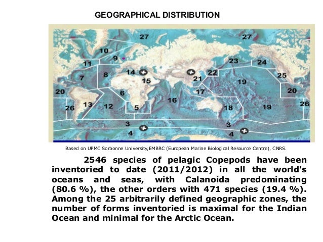 copepod